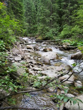 Bir orman Cascade'lerde