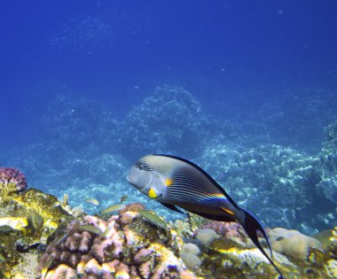 mercan kayalığı egzotik balıkları ile