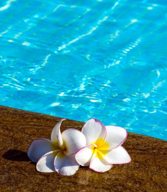 Yüzme Havuzu olarak çiçekler