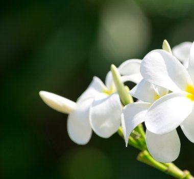 Beyaz plumeria çiçekler