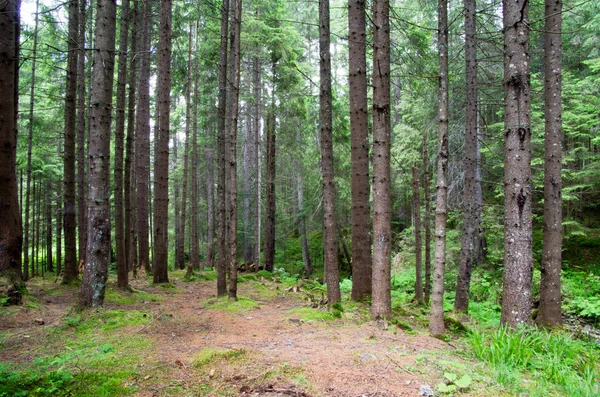 Grüner Waldhintergrund — Stockfoto