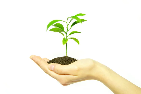 Plant in de hand — Stockfoto