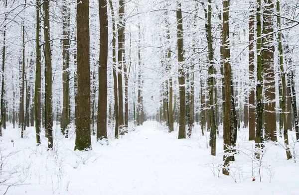 Floresta e estrada de Inverno — Fotografia de Stock