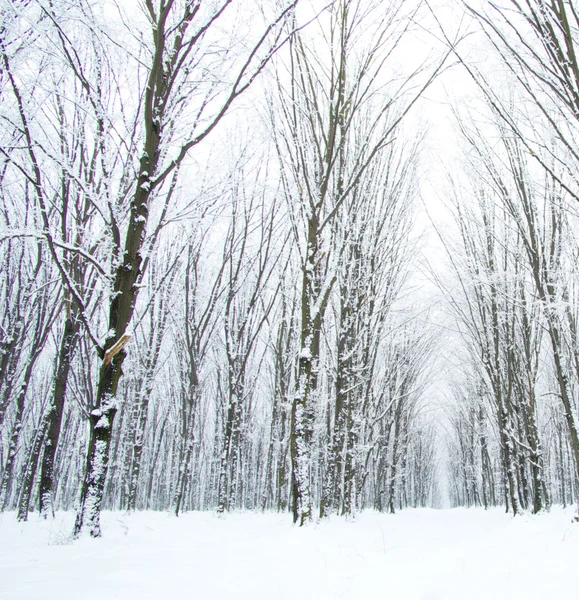 Bosque de invierno y carretera — Foto de Stock