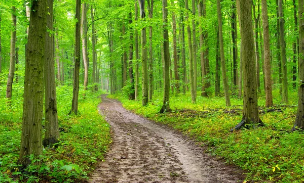 Pfad im grünen Wald — Stockfoto