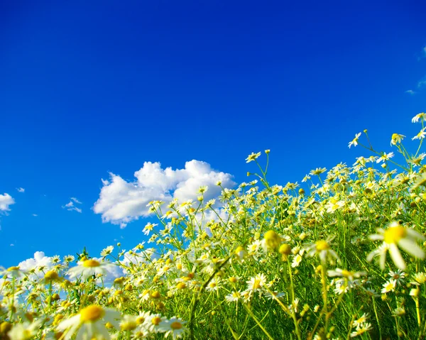 Kamille bloemen op bewolkte lucht — Stockfoto