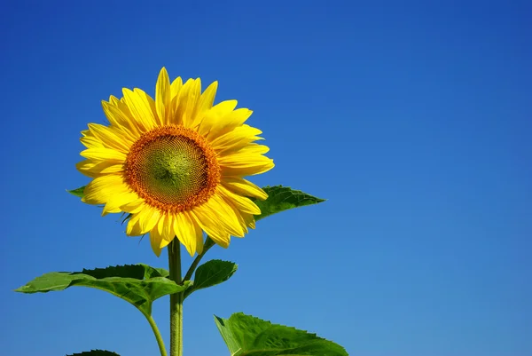 Solros och blå himmel — Stockfoto