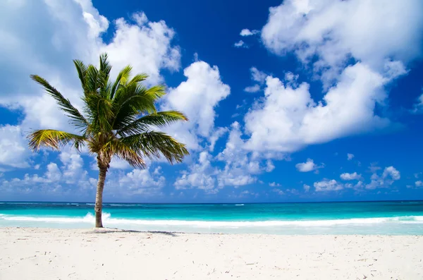 Palma na tropikalnej plaży — Zdjęcie stockowe