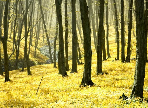 안개낀 날의 숲 — 스톡 사진
