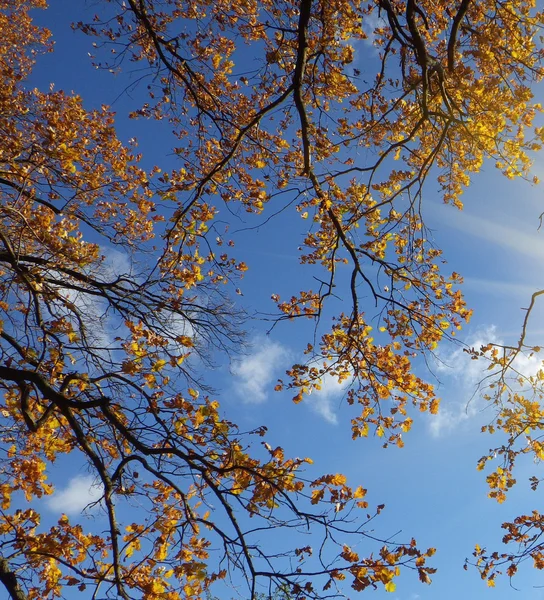 Blad i höst park — Stockfoto