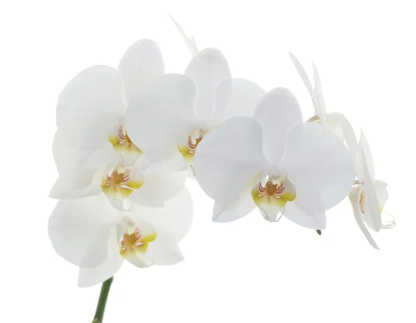 Weiße Orchideen blühen — Stockfoto