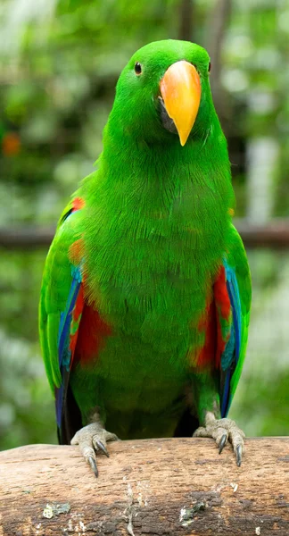 Parrot bird  sitting — Stock Photo, Image