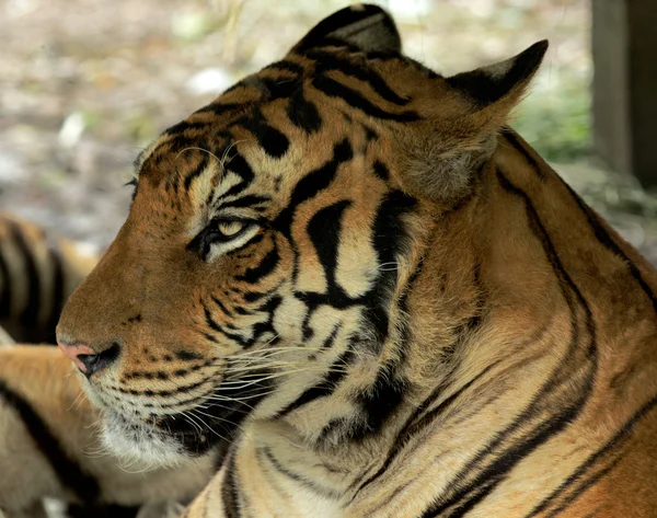 Tygrys siedzi w trawie — Zdjęcie stockowe