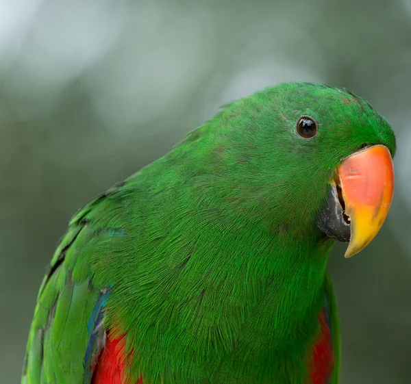 Parrot bird sitting — Stock Photo, Image