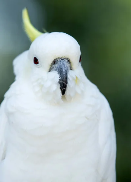 Uccello pappagallo seduto — Foto Stock