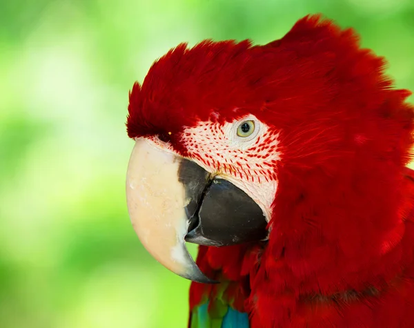 Parrot bird sitting — Stock Photo, Image