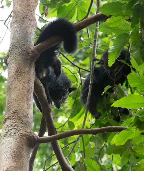 Amusing animals of binturongs — Stock Photo, Image