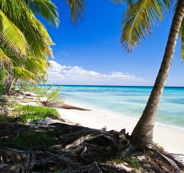 Пальмы на тропическом пляже — стоковое фото