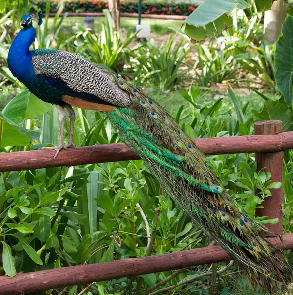 Oiseau paon bleu — Photo