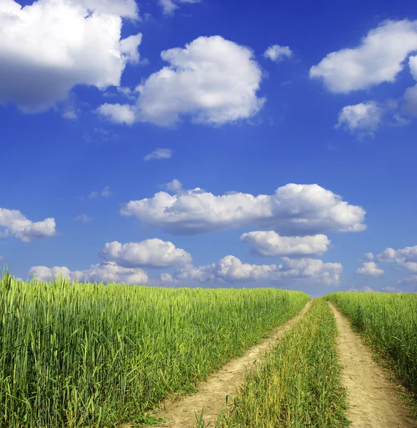 Feld und blauer Himmel — Stockfoto