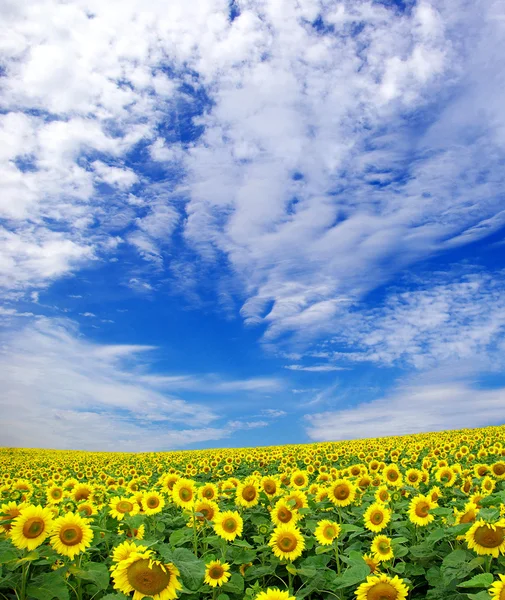 Sonnenblumenfeld und blauer Himmel — Stockfoto