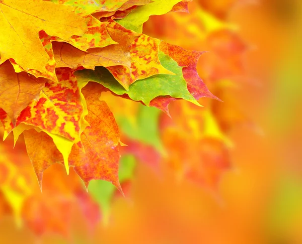 Фон осенние листья — стоковое фото