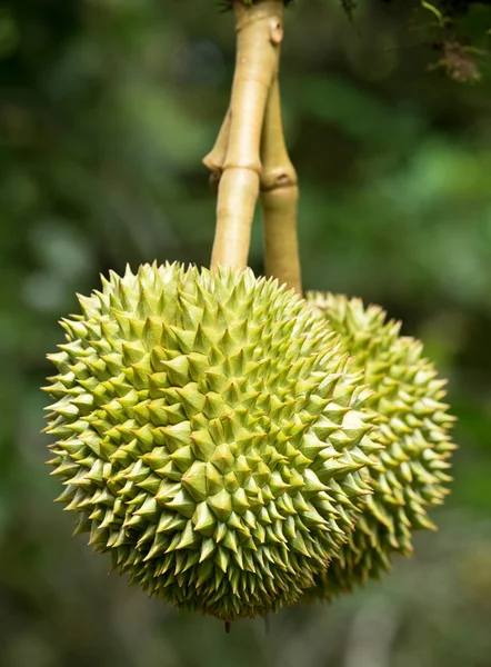 Frischer Durian am Baum — Stockfoto