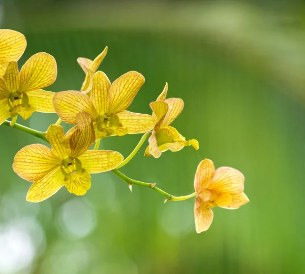 Belles fleurs d'orchidée — Photo