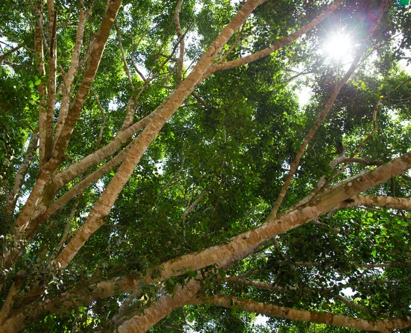 翠绿的树枝，在一片树林 — 图库照片
