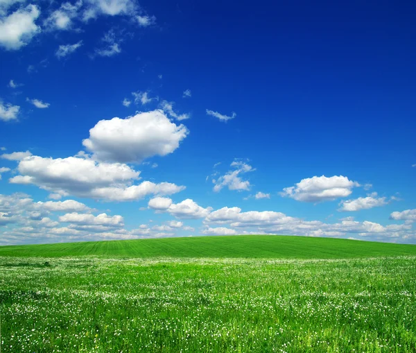 Grüne Wiese und blauer Himmel — Stockfoto