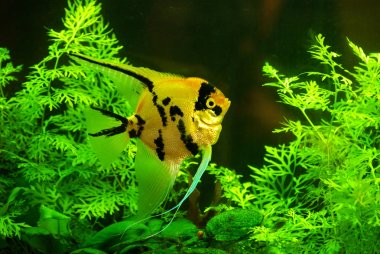 Fish in a aquarium water clipart