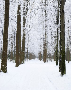 Güzel Kış Ormanı