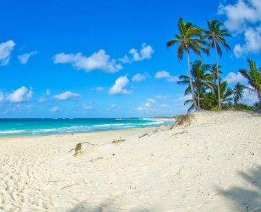 plaj ve tropikal deniz