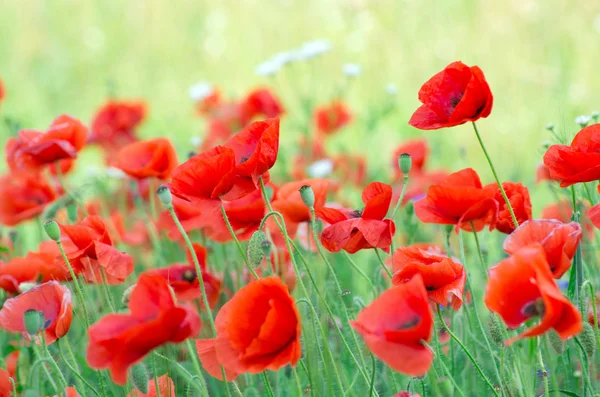 Red poppy  flowers — Stock Photo, Image