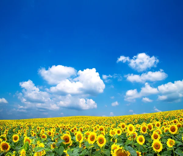 Sunflowers on a blue sky — Stock Photo, Image