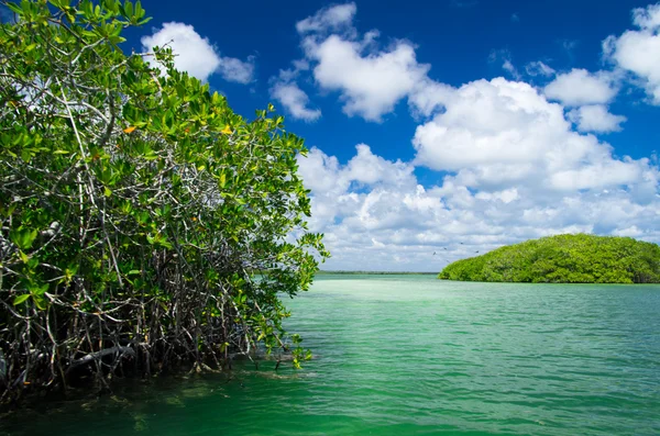 Mangrovebomen in zee — Stockfoto