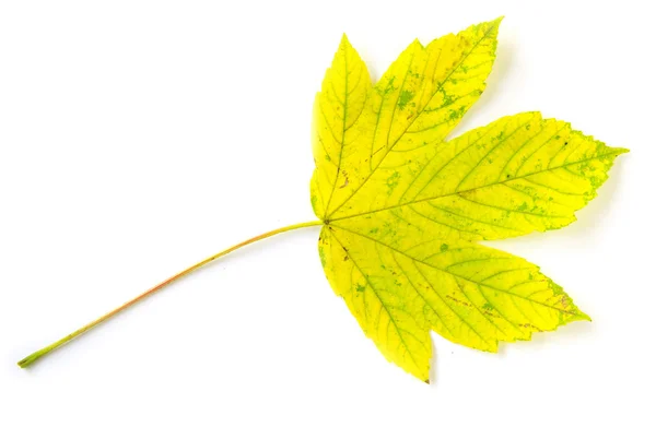 Hoja de arce de otoño — Foto de Stock