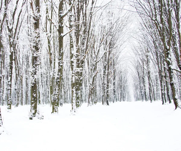 Bella foresta invernale — Foto Stock