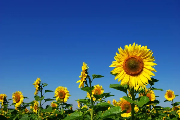 Zonnebloemen en blauwe lucht — Stockfoto