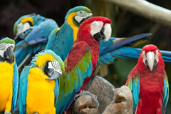 Colorful Macaws parrots — Stock Photo, Image