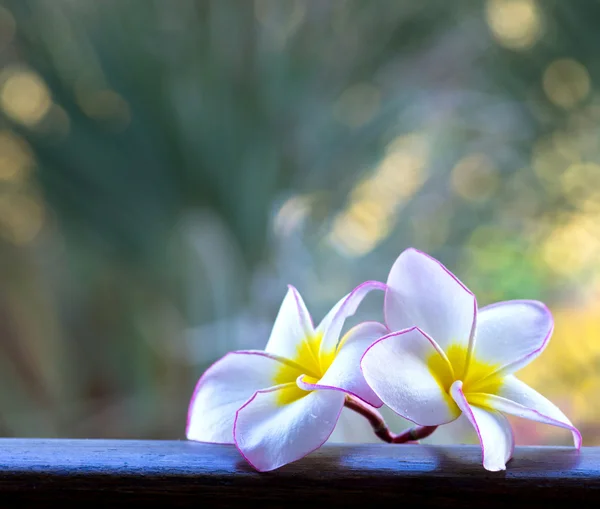 Flores de frangipani rosa — Foto de Stock
