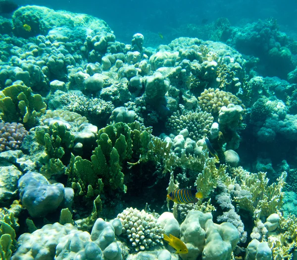 Jardim de coral com peixes — Fotografia de Stock