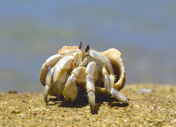 Krab poustevník v shell šroub — Stock fotografie