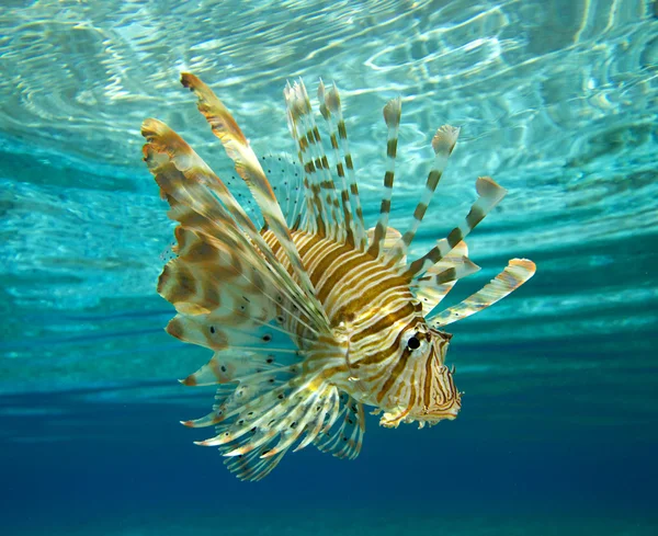 León peces nadando —  Fotos de Stock