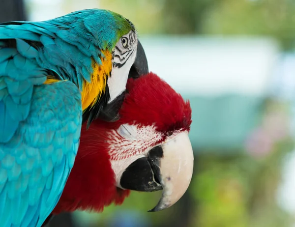 Kleurrijke Macaws papegaaien — Stockfoto