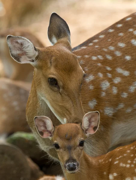 Head of a whitetail deers — Stock Photo, Image