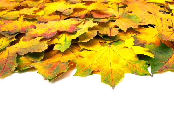 Autumn maple leaves — Stock Photo, Image