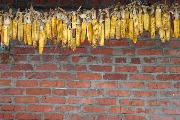 Piles of  corns — Stock Photo, Image