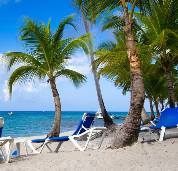 Strandstoelen onder palmen — Stockfoto
