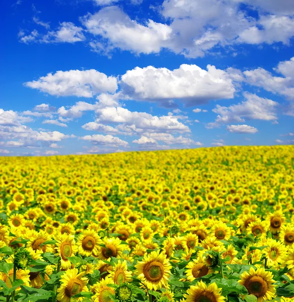 Sonnenblumenfeld und Himmel — Stockfoto